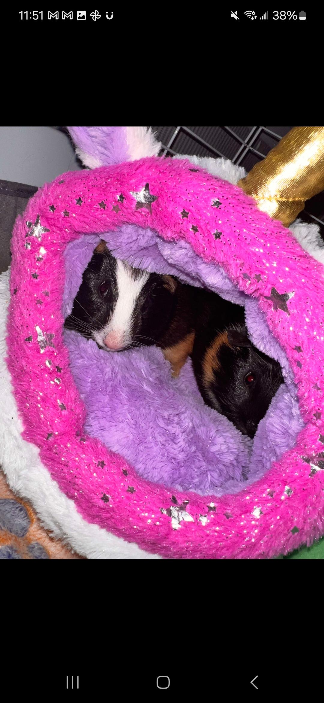 Enlarge Ed (left) and Fred (right), a Adopted Guinea Pig in Santa Clarita, CA image 3/3