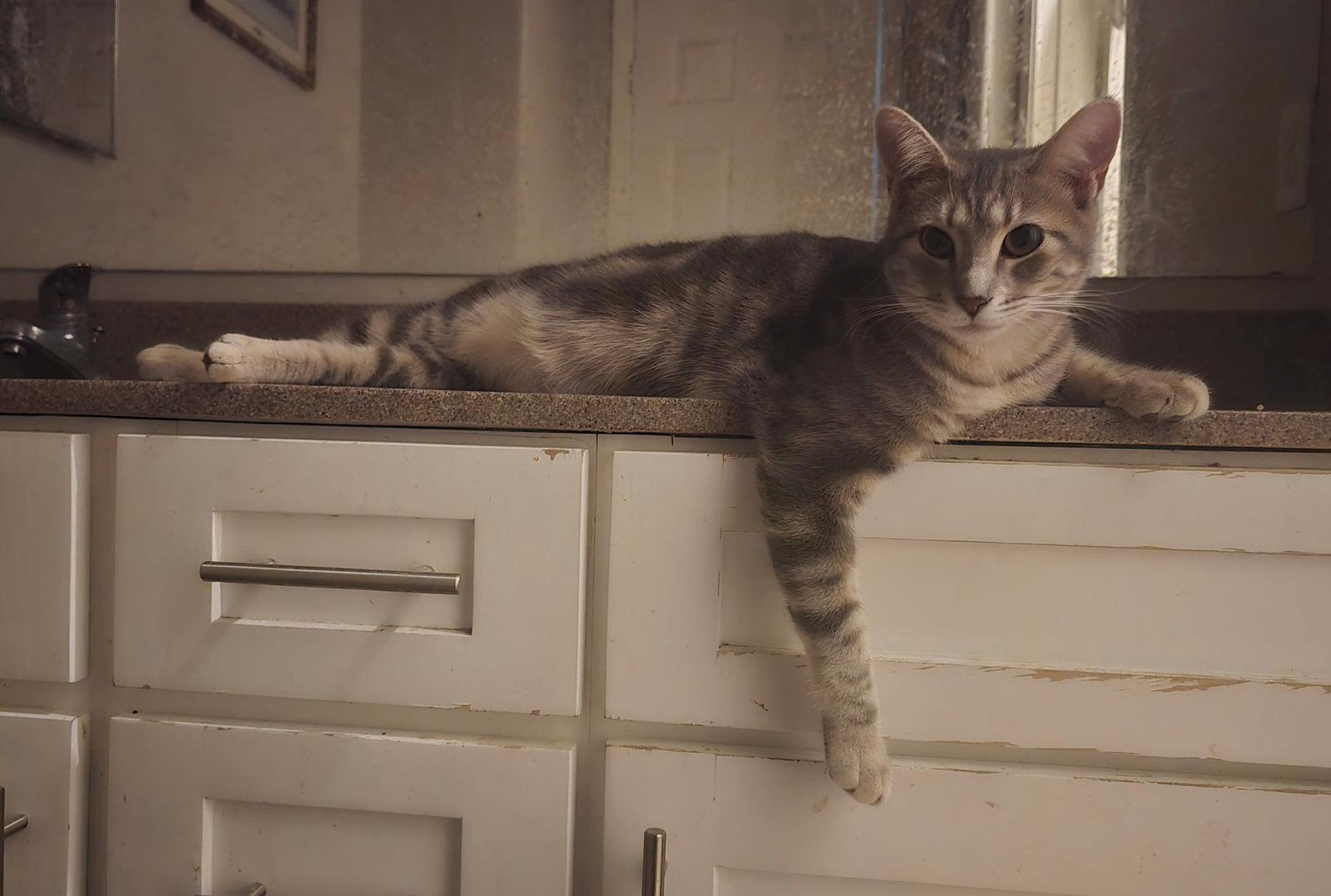 Bonny, Adoptable, Young Male Domestic Short Hair.