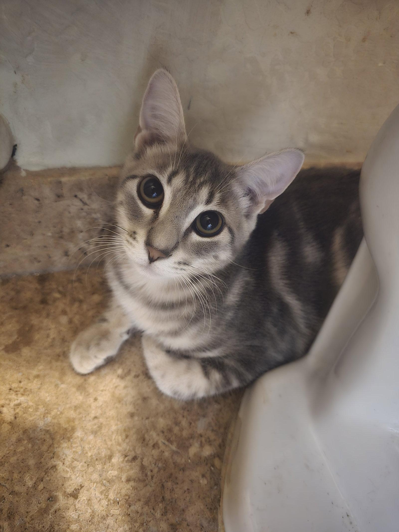Bonny, Adoptable, Young Male Domestic Short Hair.