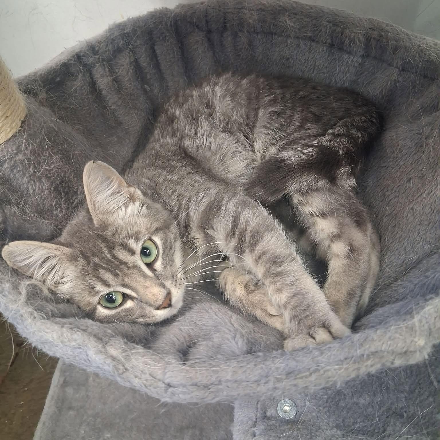 Enlarge Kirk, a ADOPTABLE Domestic Short Hair in Roosevelt, UT image 2/5