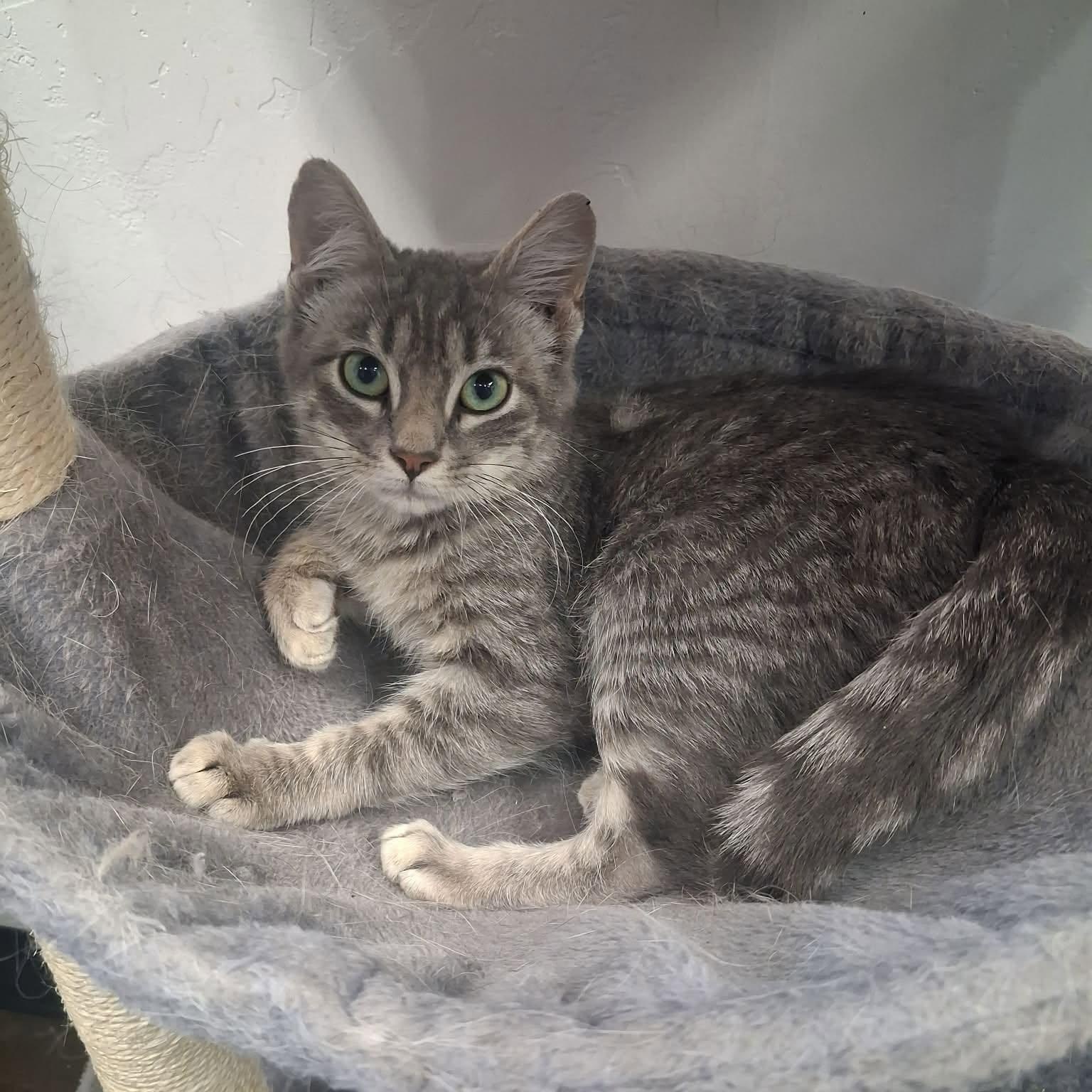 Enlarge Kirk, a ADOPTABLE Domestic Short Hair in Roosevelt, UT image 4/5