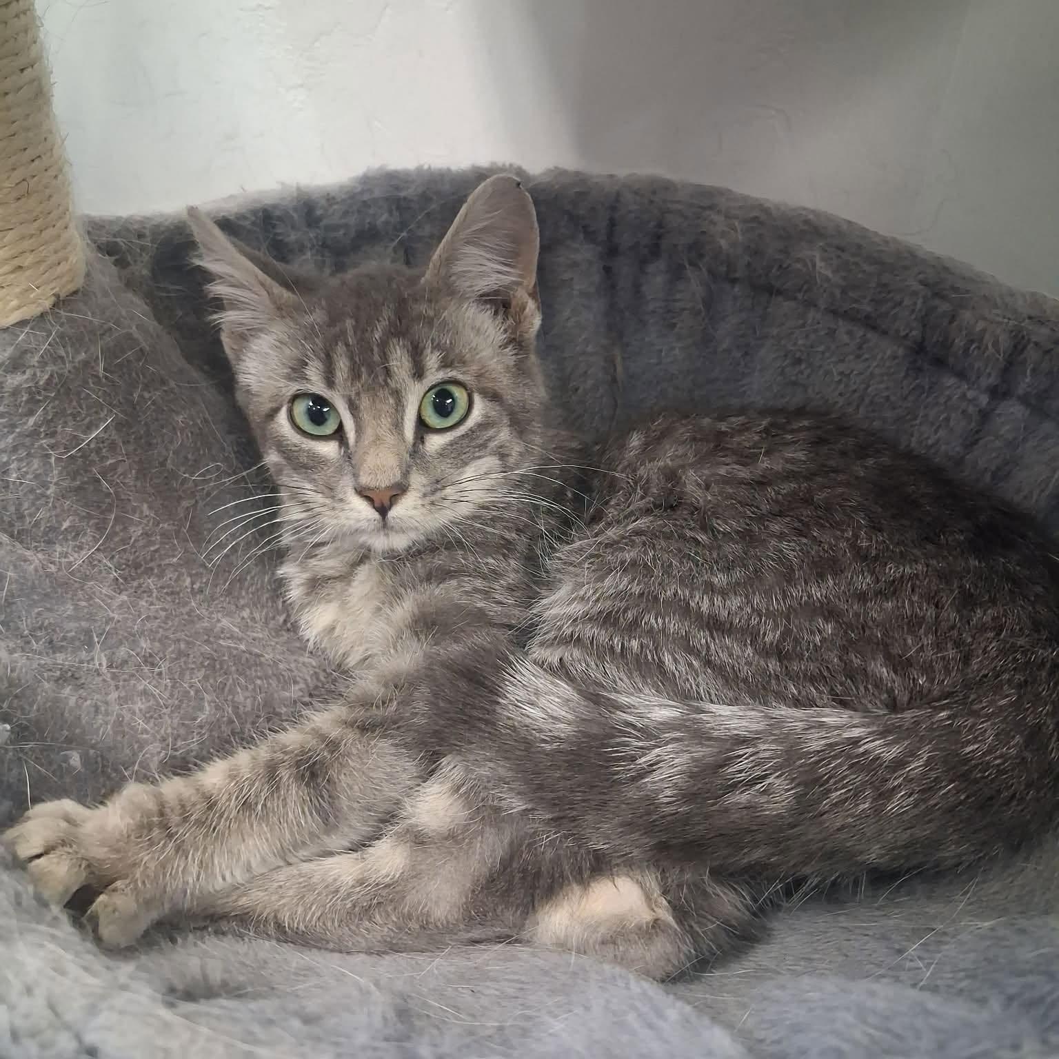 Enlarge Kirk, a ADOPTABLE Domestic Short Hair in Roosevelt, UT image 3/5