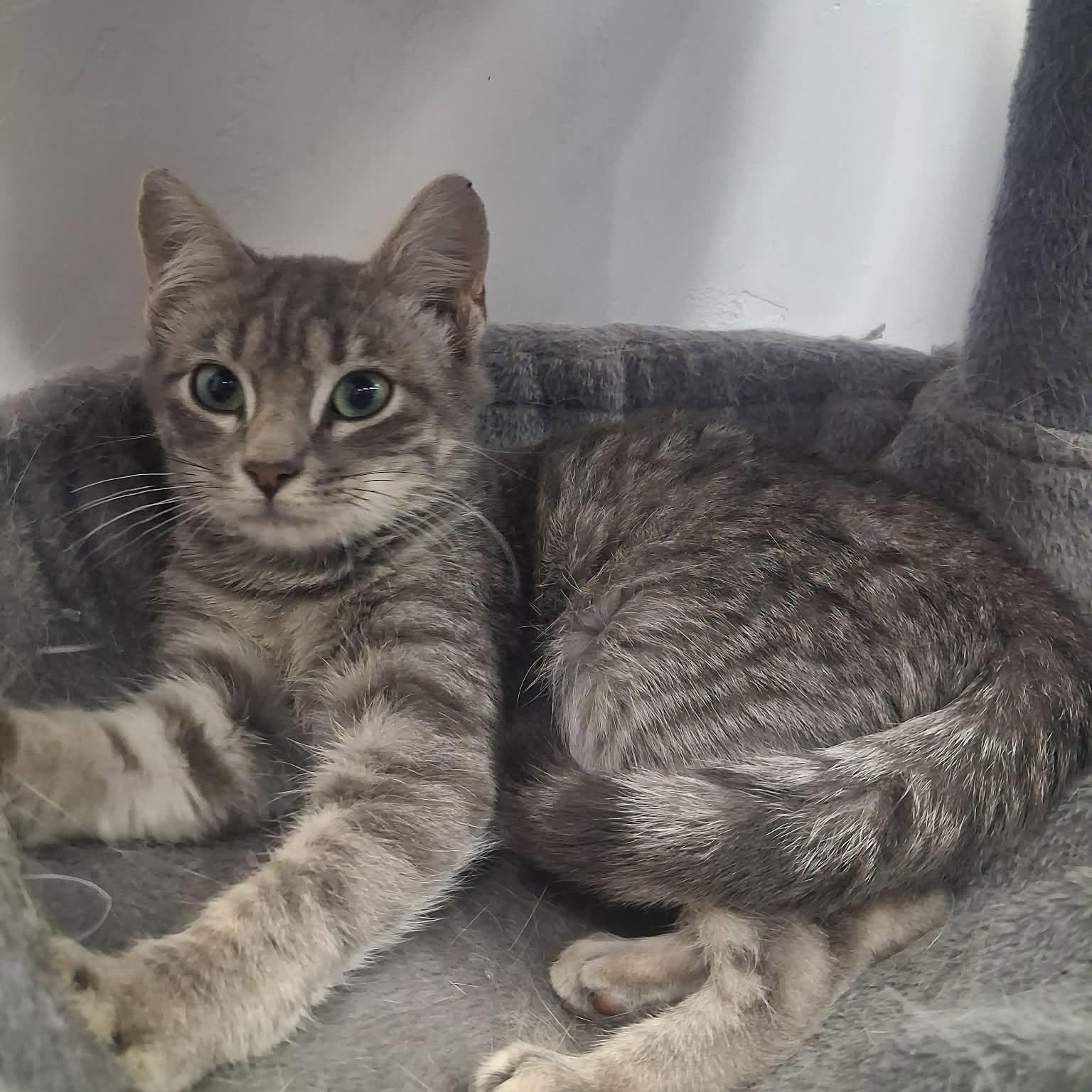 Enlarge Kirk, a ADOPTABLE Domestic Short Hair in Roosevelt, UT image 5/5