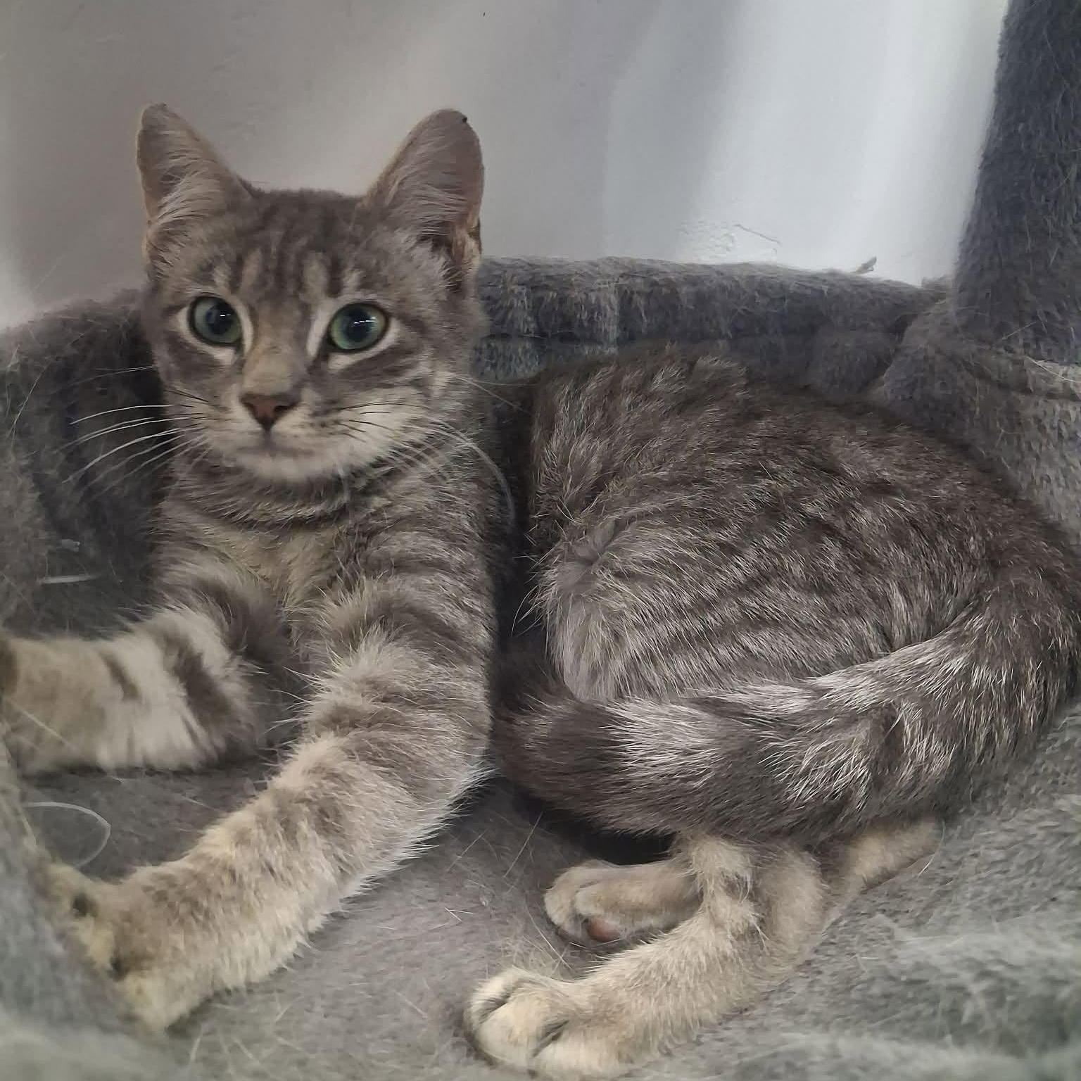 Kirk, ADOPTABLE, Young Male Domestic Short Hair.