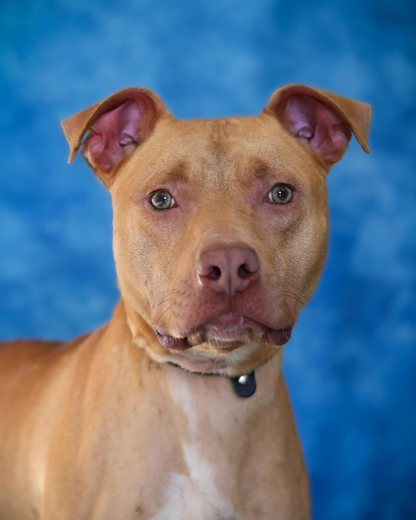 Enlarge LEGO, a ADOPTABLE mixed breed in Bridgeport, CT image 1/1