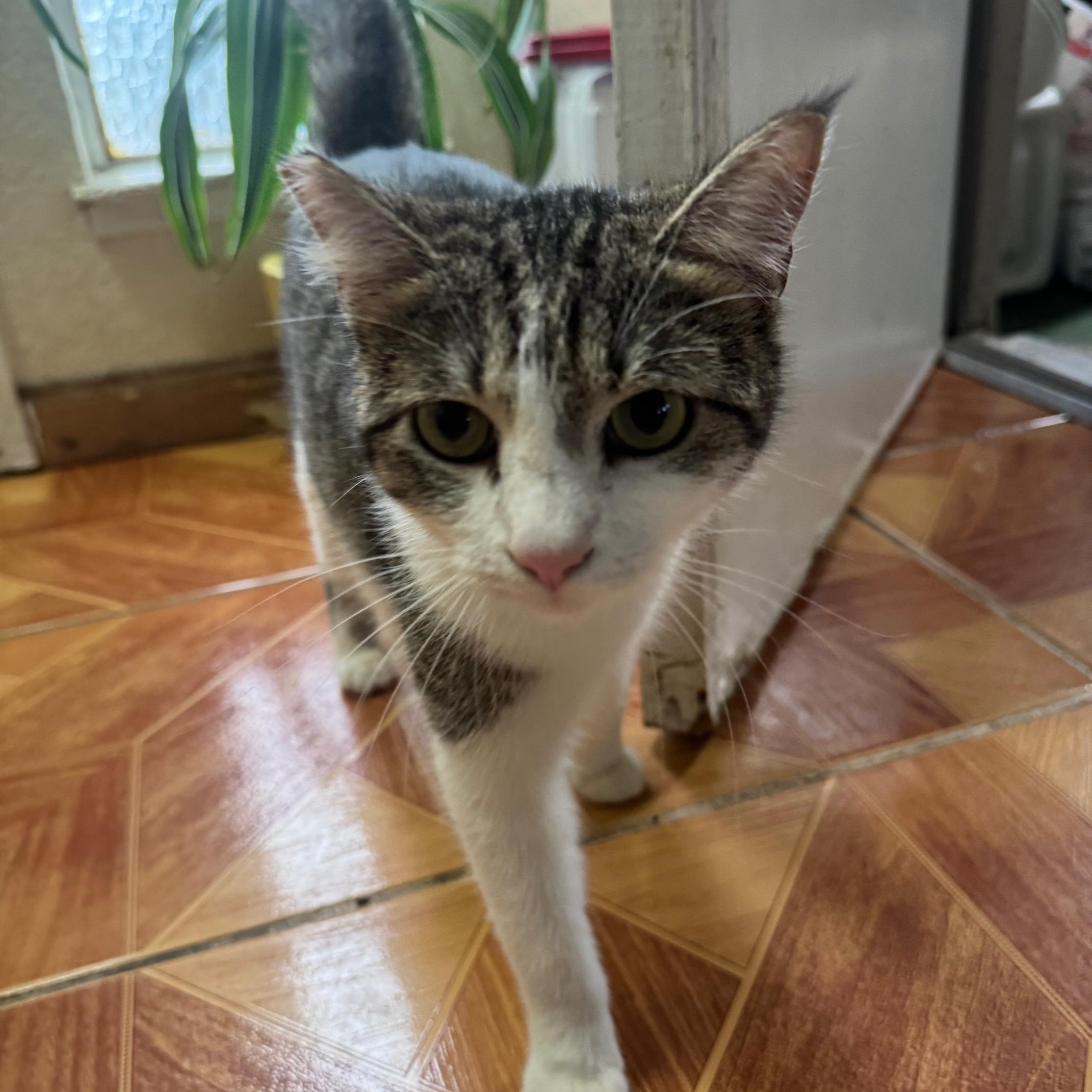 Enlarge Grace, a Adoptable Domestic Short Hair in Lodi, CA image 2/6