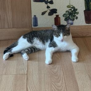 Grace, Adoptable, Young Female Domestic Short Hair.