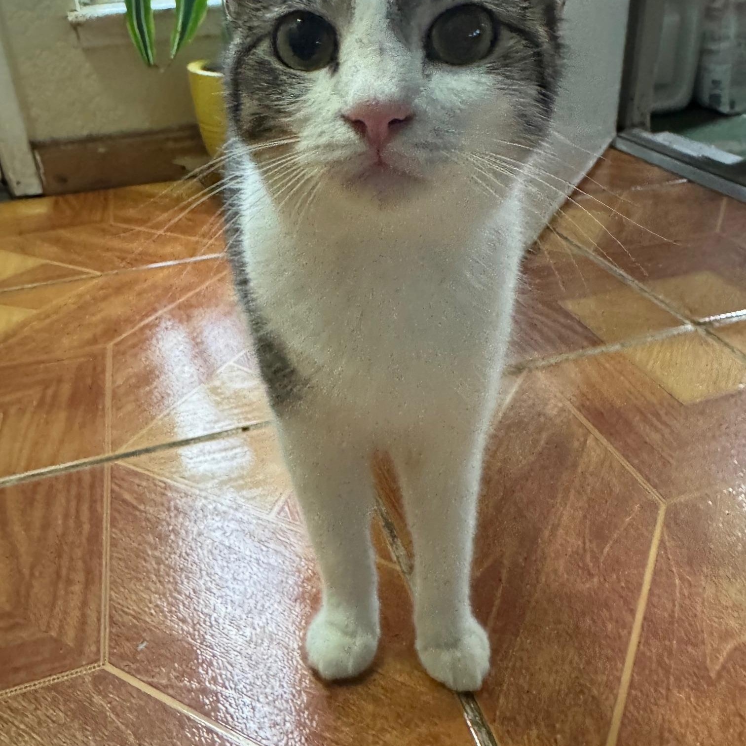 Enlarge Grace, a Adoptable Domestic Short Hair in Lodi, CA image 3/6