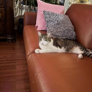 Enlarge Grace, a Adoptable Domestic Short Hair in Lodi, CA image 6/6