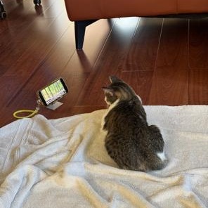 Enlarge Grace, a Adoptable Domestic Short Hair in Lodi, CA image 5/6