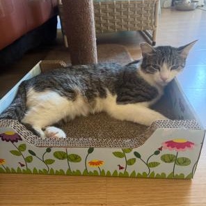 Enlarge Grace, a Adoptable Domestic Short Hair in Lodi, CA image 4/6