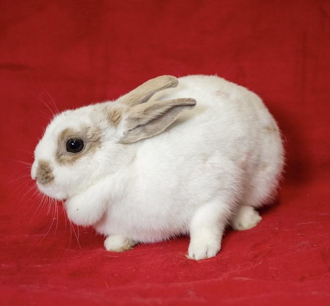 Granola, ADOPTABLE, Young Female Dwarf & English Spot.