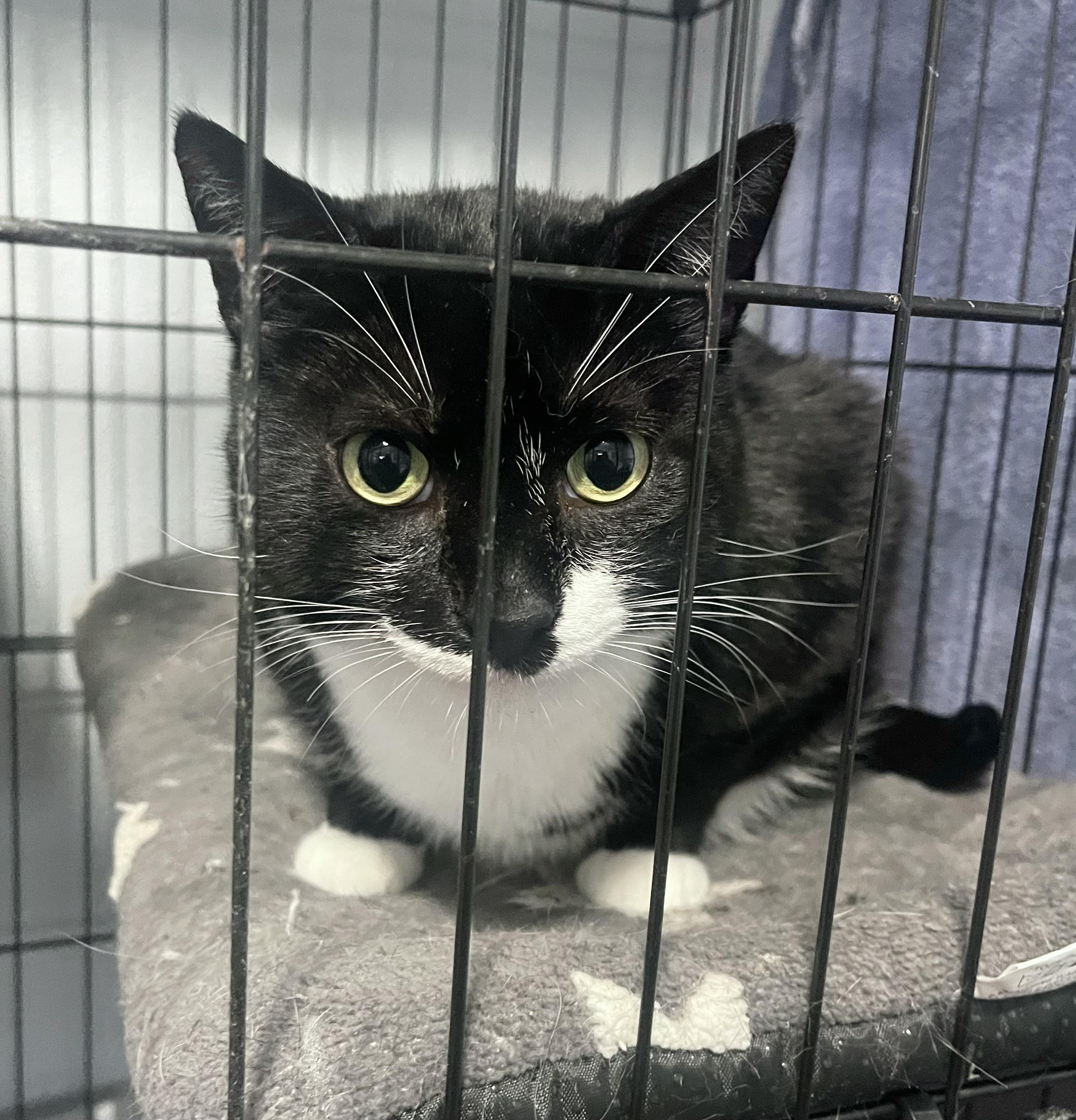 Lou, a Adoptable Tuxedo in Godfrey, IL image 2/4