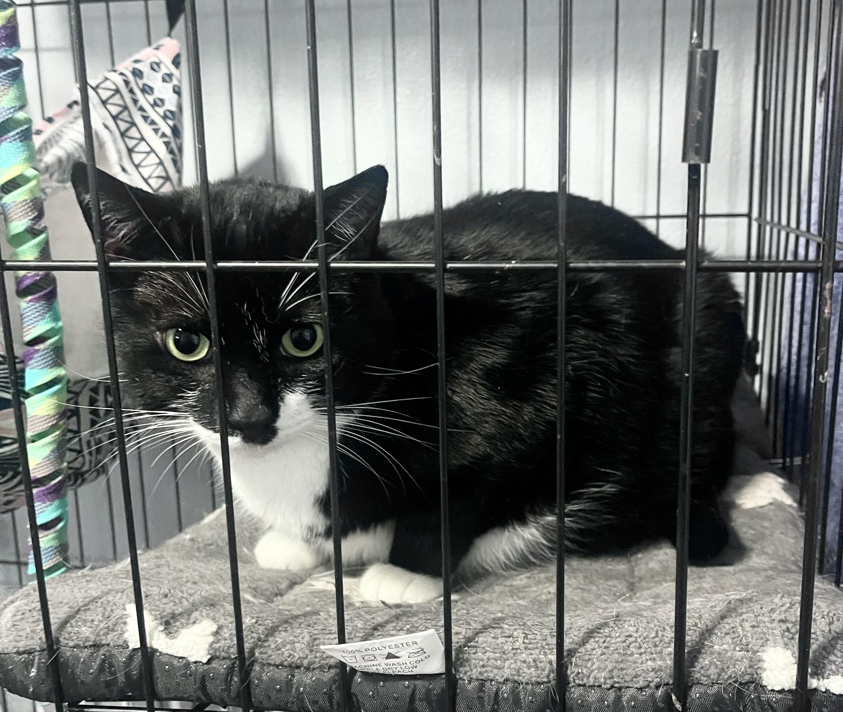 Lou, a Adoptable Tuxedo in Godfrey, IL image 3/4