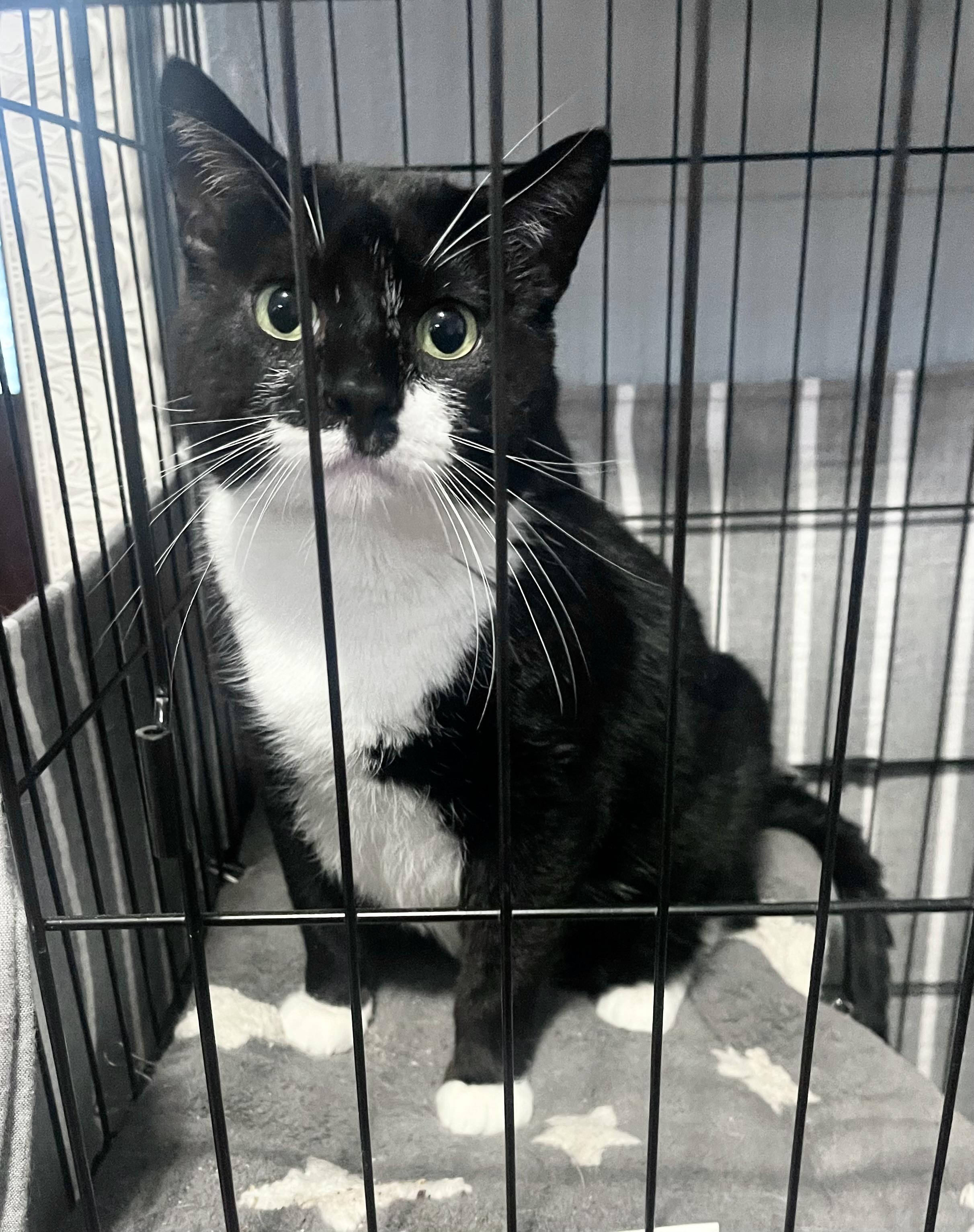 Lou, a Adoptable Tuxedo in Godfrey, IL image 1/4