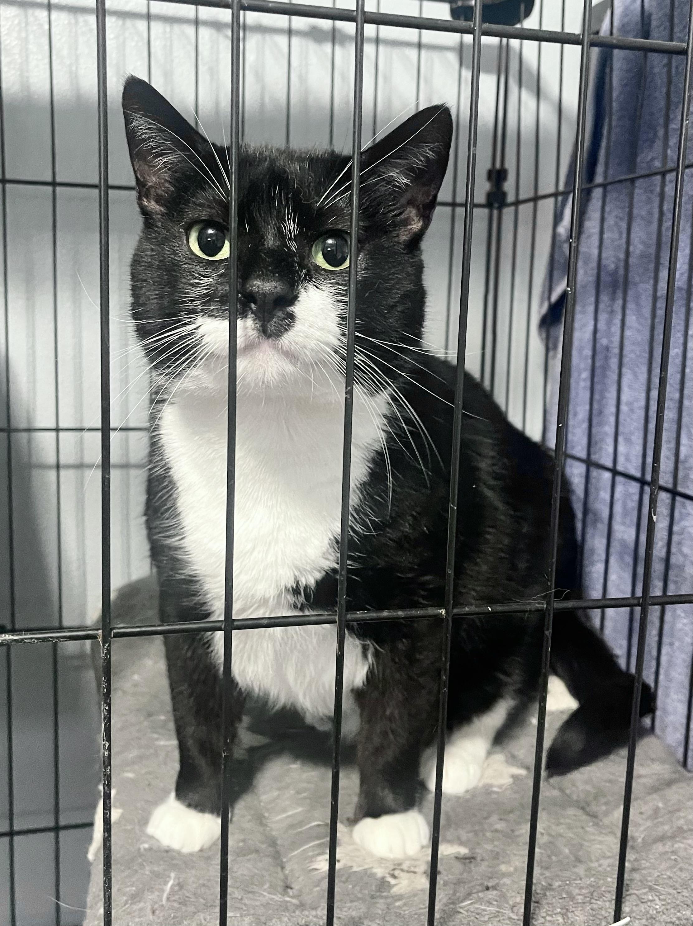 Lou, a Adoptable Tuxedo in Godfrey, IL image 4/4