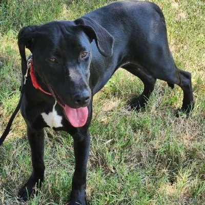 Enlarge Apple, a Adoptable mixed breed in Kansas City, MO image 1/5