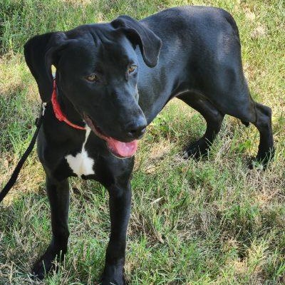 Enlarge Apple, a Adoptable mixed breed in Kansas City, MO image 2/5