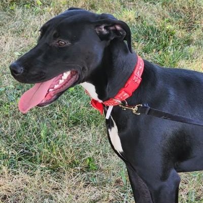 Enlarge Apple, a Adoptable mixed breed in Kansas City, MO image 3/5