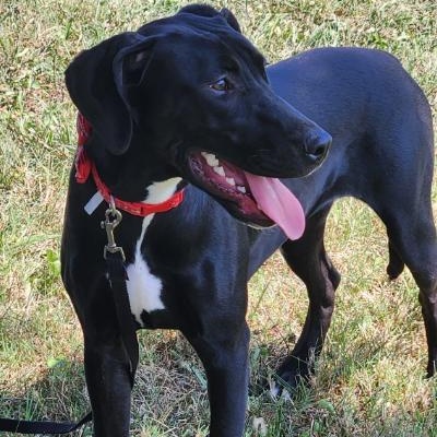 Enlarge Apple, a Adoptable mixed breed in Kansas City, MO image 4/5