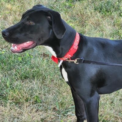 Enlarge Apple, a Adoptable mixed breed in Kansas City, MO image 5/5