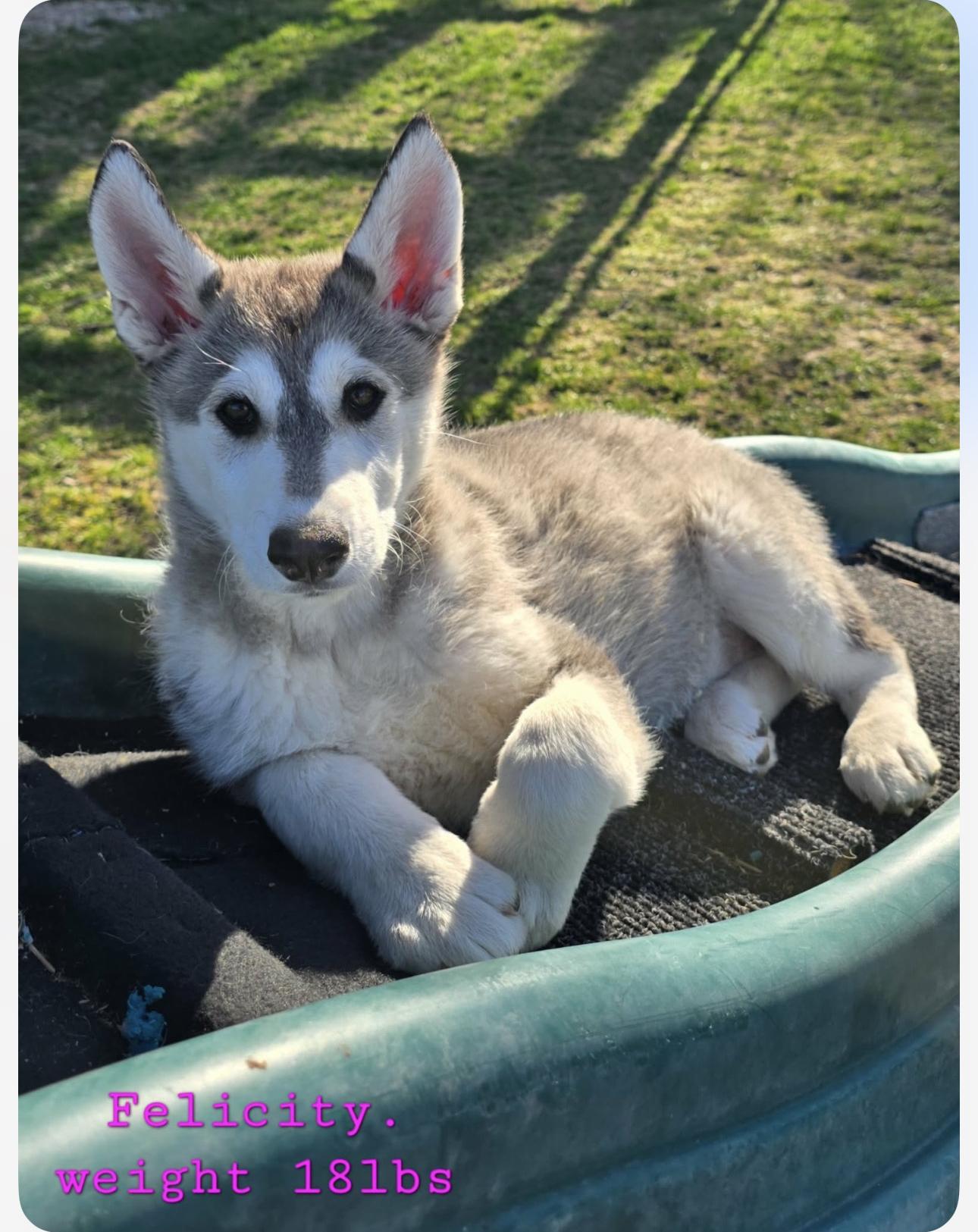 FELICITY, Adoptable, Puppy Female Alaskan Malamute.