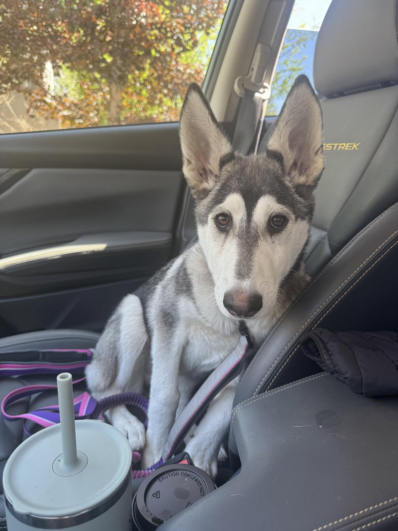 FELICITY (renamed Bunny), a Adopted Alaskan Malamute in Seattle, WA image 1/3