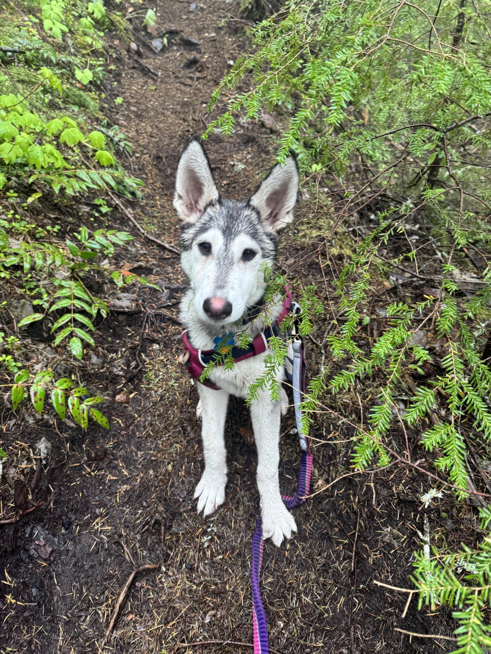 FELICITY (renamed Bunny), a Adopted Alaskan Malamute in Seattle, WA image 2/3
