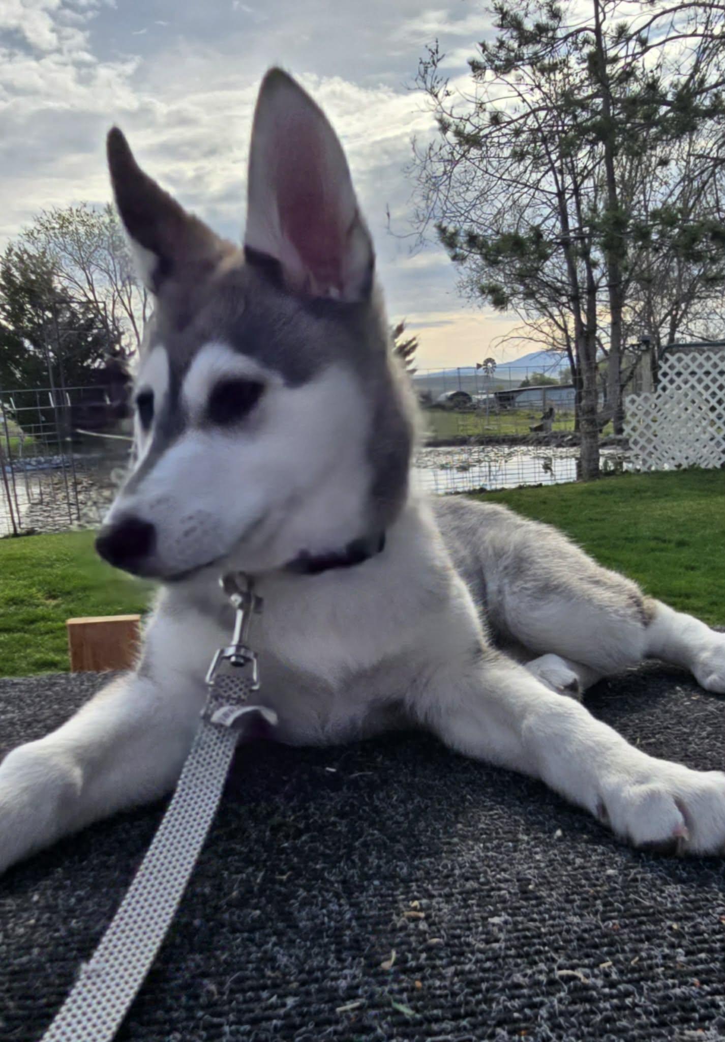 Enlarge FELICITY, a Adoptable Alaskan Malamute in Seattle, WA image 2/3