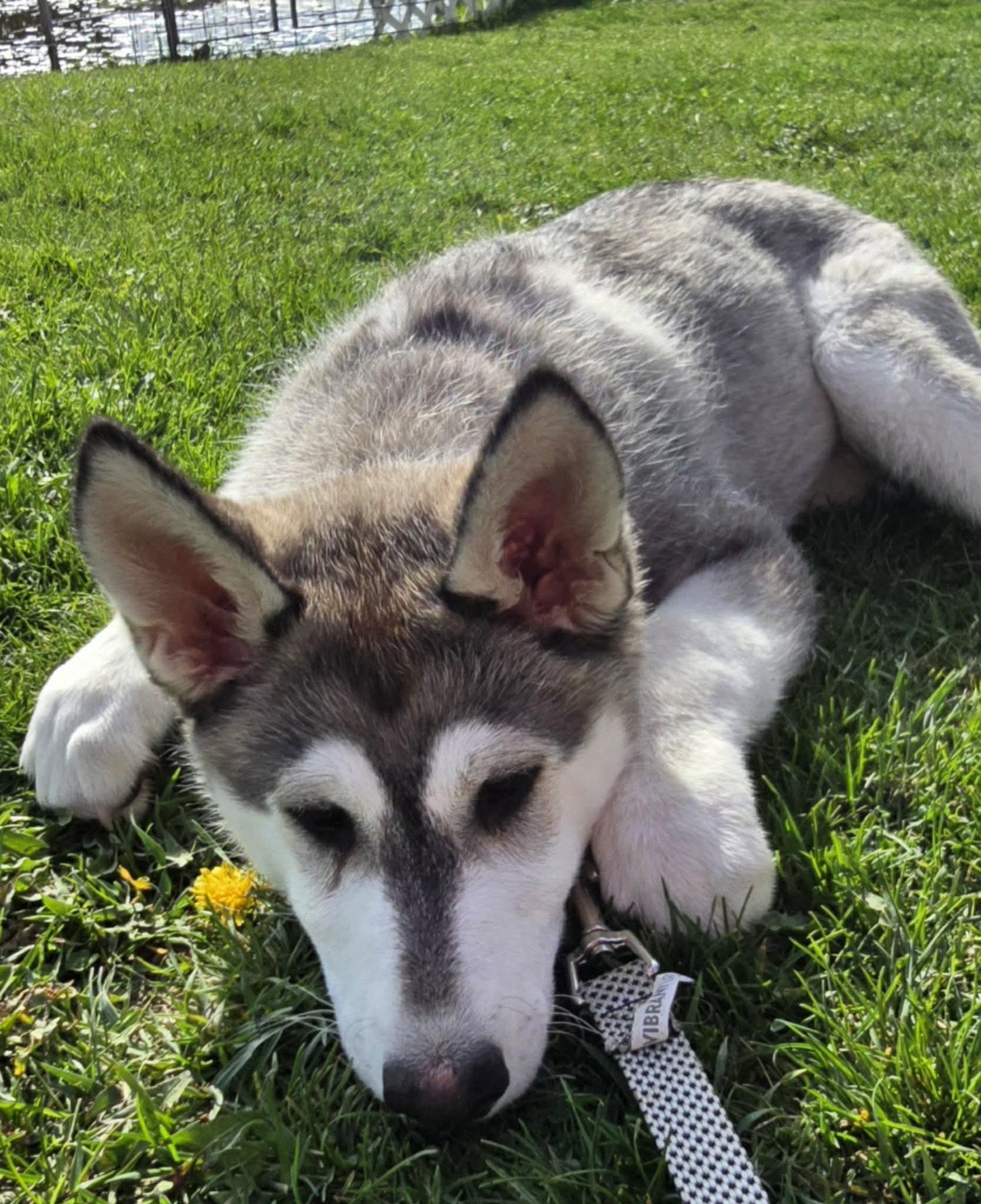 Enlarge FELICITY, a Adoptable Alaskan Malamute in Seattle, WA image 3/3