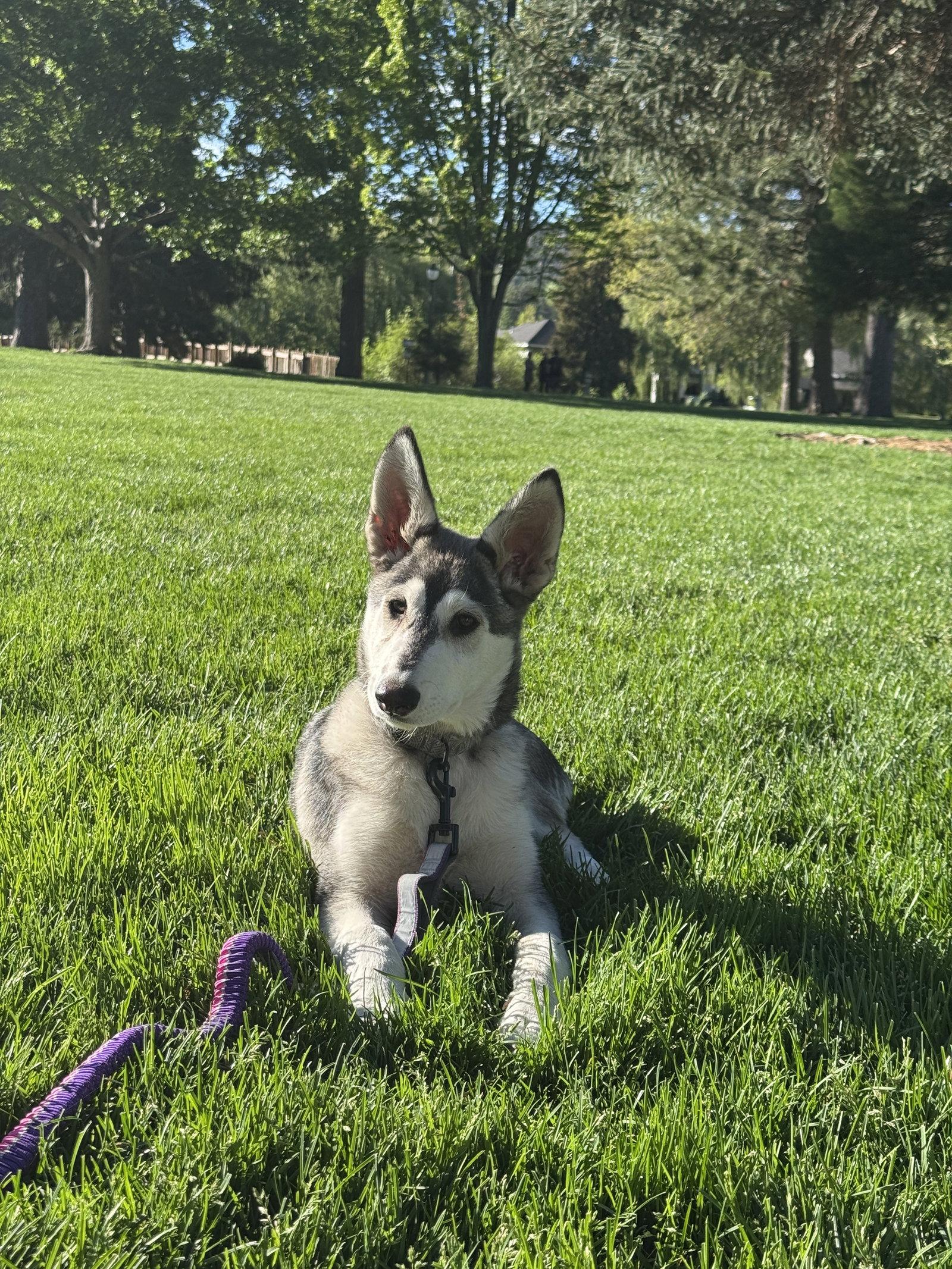 FELICITY (renamed Bunny), a Adopted Alaskan Malamute in Seattle, WA image 3/3