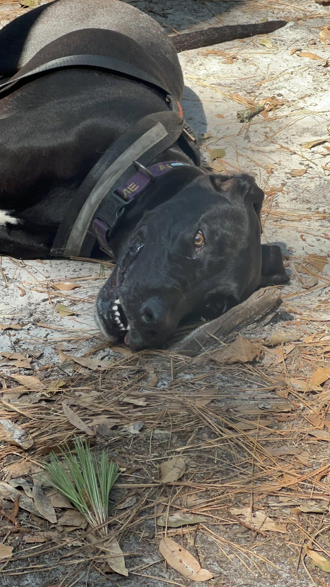 Georgie, a Adoptable Great Dane image 1/5