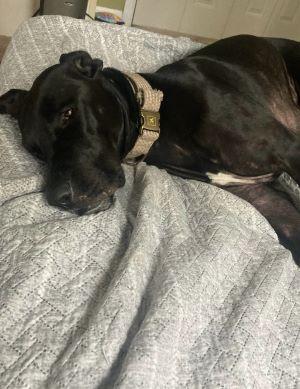 Enlarge Georgie, a Adoptable Great Dane in Savannah, GA image 4/5