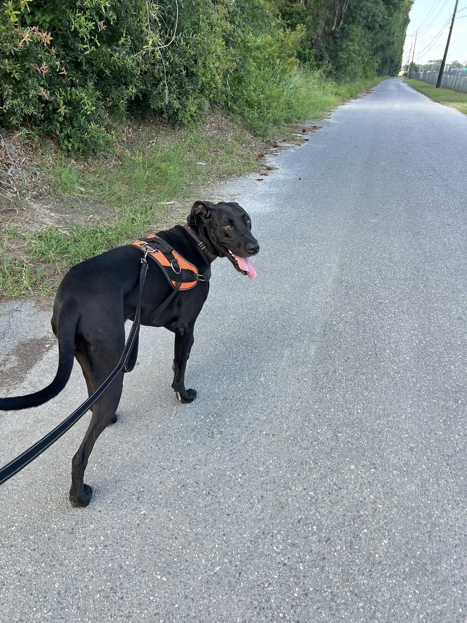 Georgie, a Adoptable Great Dane image 3/5