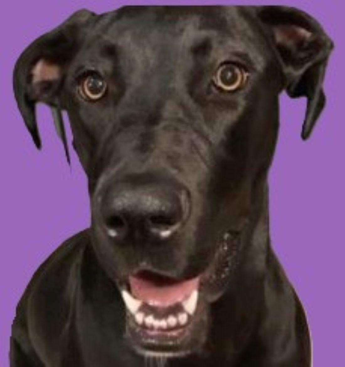 Georgie, a Adoptable Great Dane image 4/5