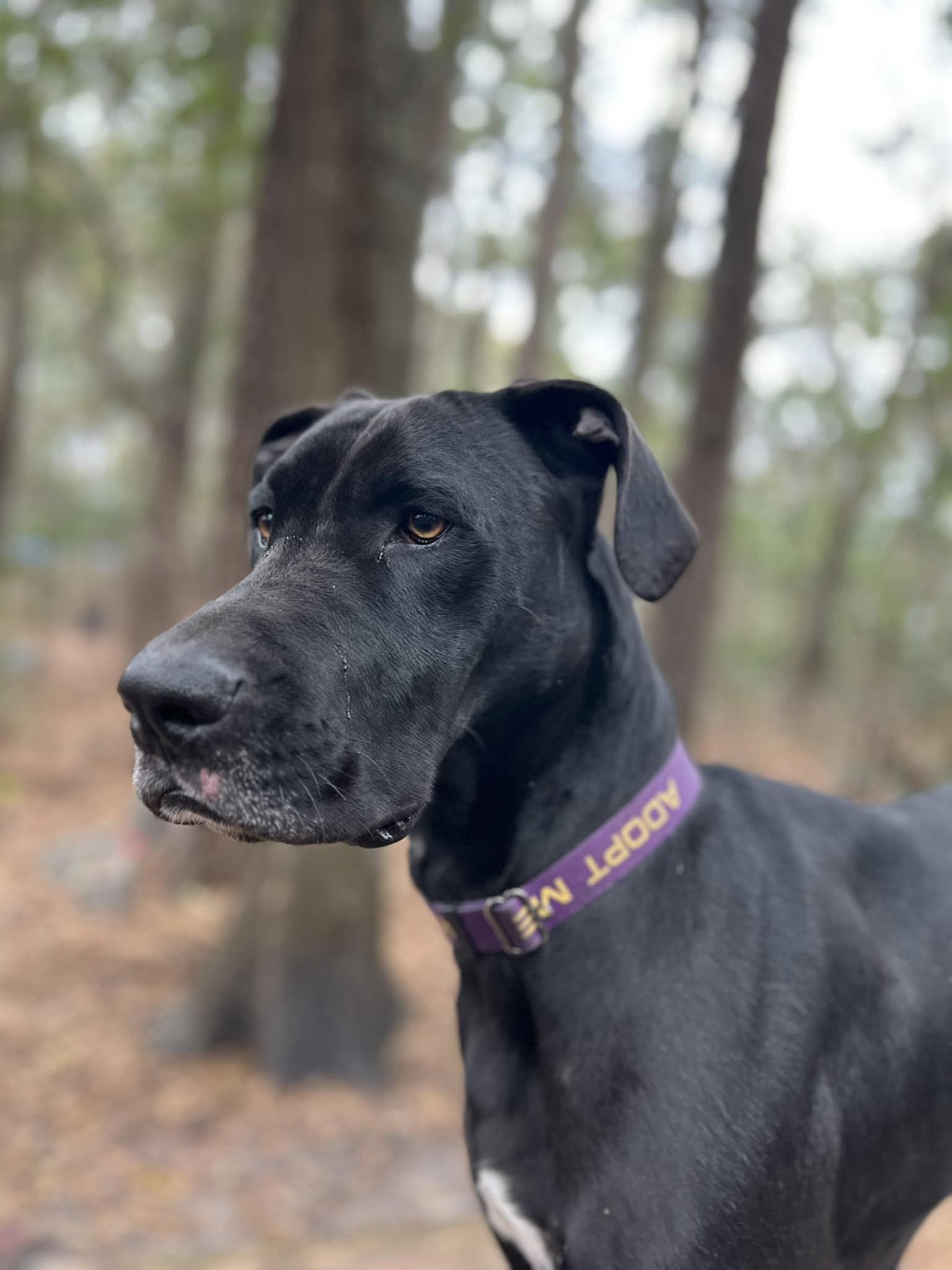 Georgie, a Adoptable Great Dane image 5/5