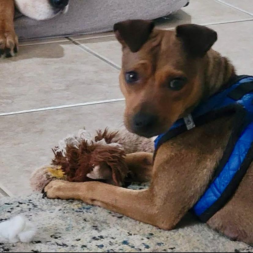 Meet Maple This young momma is the sweetest girl with a Heart of Gold Maple is a one-of-a-kind hou