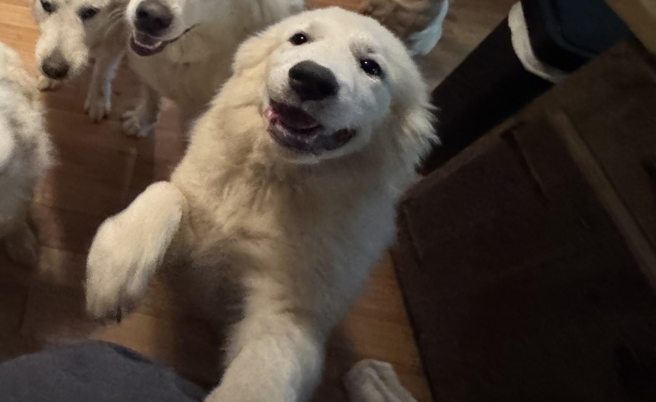 Enlarge Aspen, a Adopted Great Pyrenees in Copper Hill, VA image 1/4
