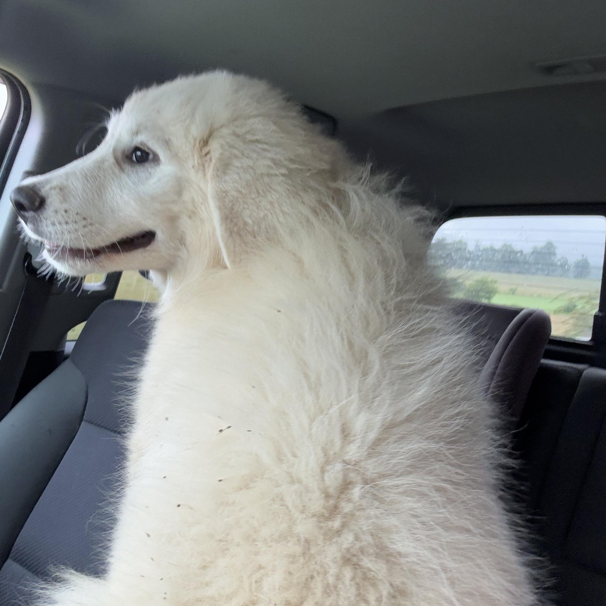 Enlarge Aspen, a Adopted Great Pyrenees in Copper Hill, VA image 2/4
