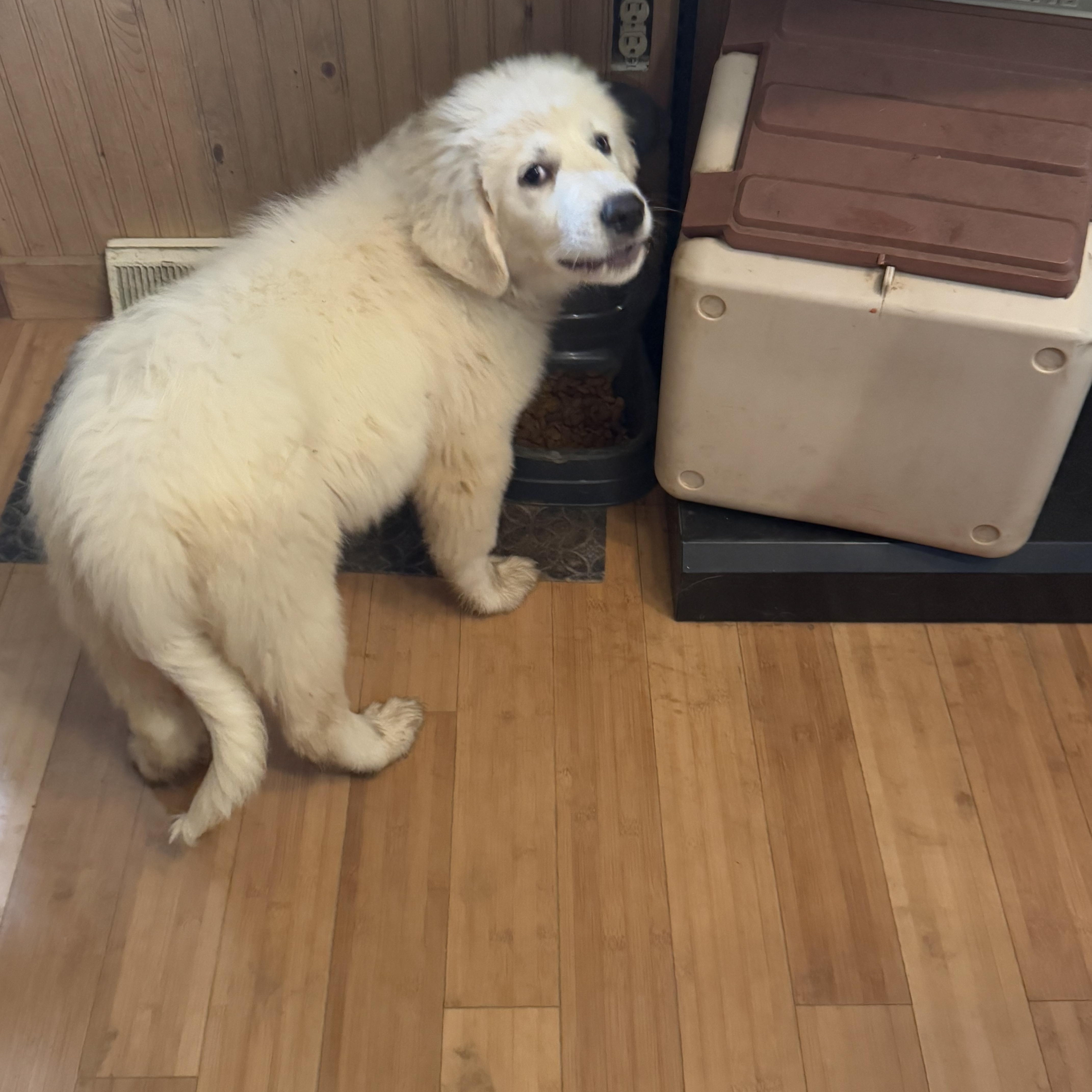 Enlarge Aspen, a Adopted Great Pyrenees in Copper Hill, VA image 3/4
