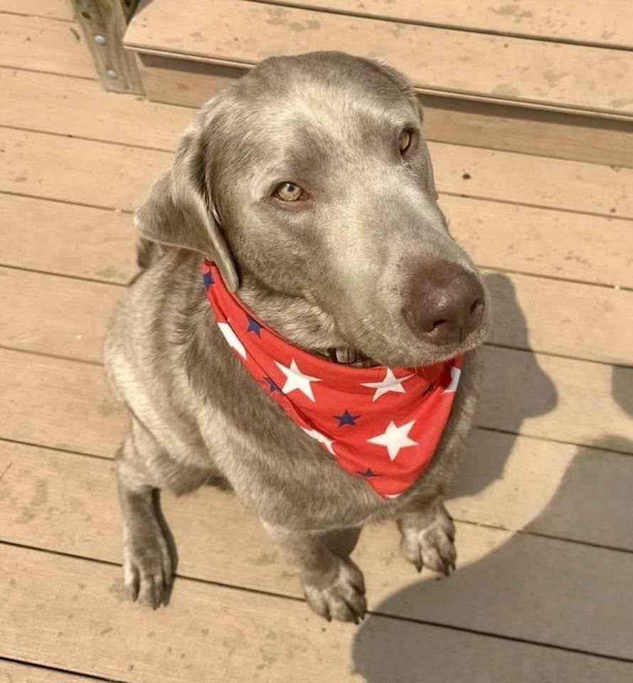 Beau - Courtesy Listing, a Adoptable Labrador Retriever in Lee's Summit, MO image 2/3
