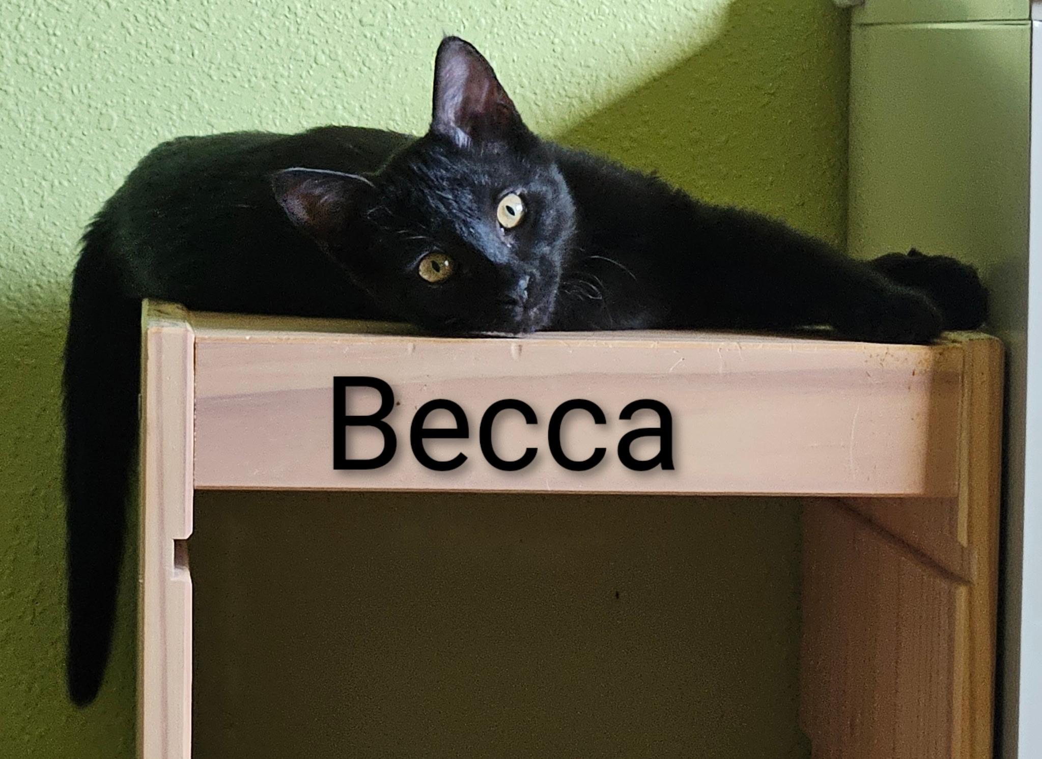 Becca - North Conroe Petsmart photo