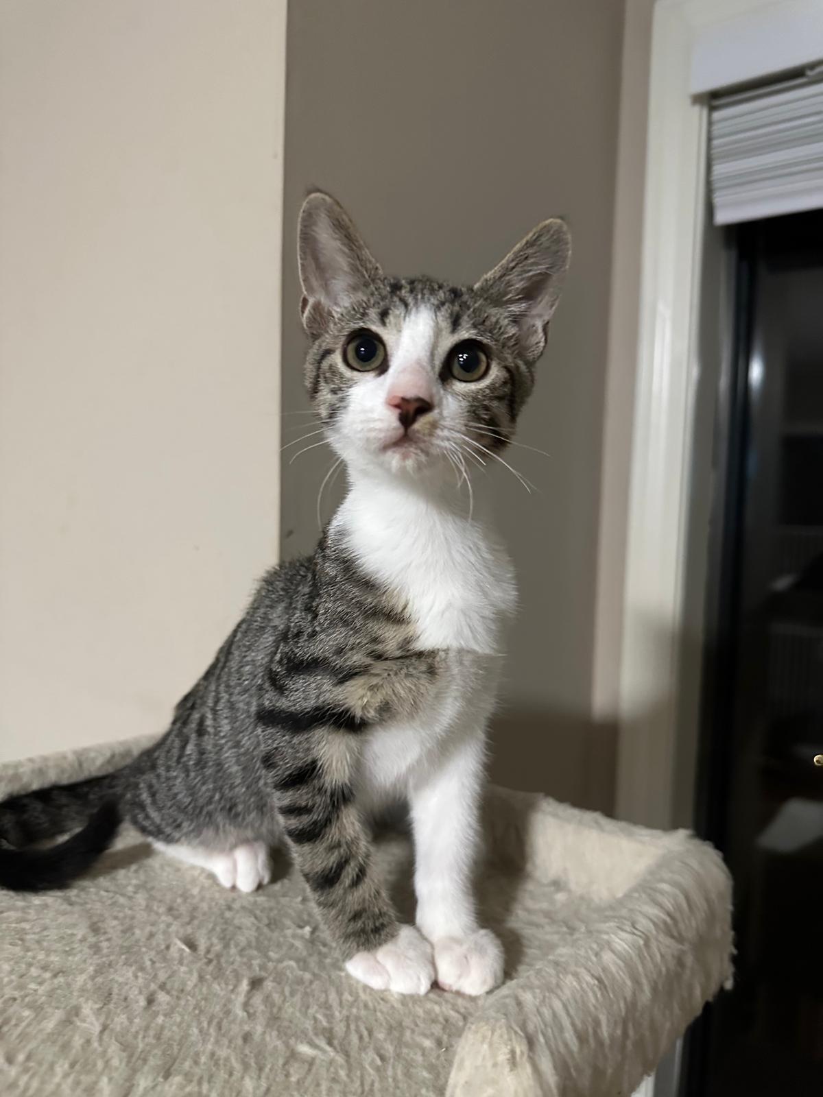 Echo, ADOPTABLE, Kitten Male Domestic Short Hair.