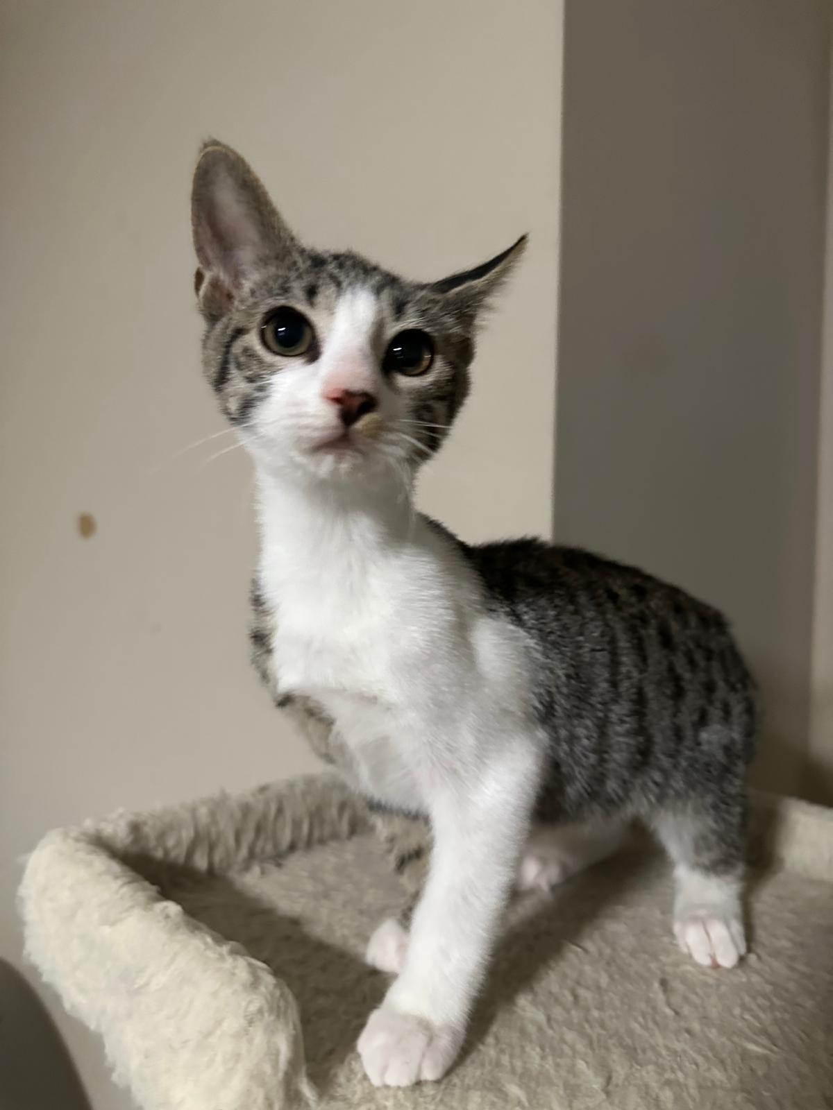 Enlarge Echo, a ADOPTABLE Domestic Short Hair in Lawrenceville, GA image 4/4