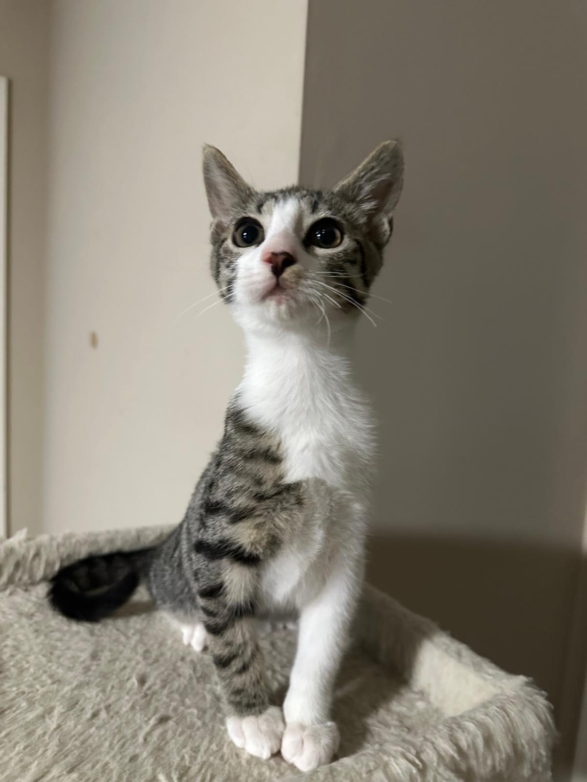 Enlarge Echo, a ADOPTABLE Domestic Short Hair in Lawrenceville, GA image 2/4