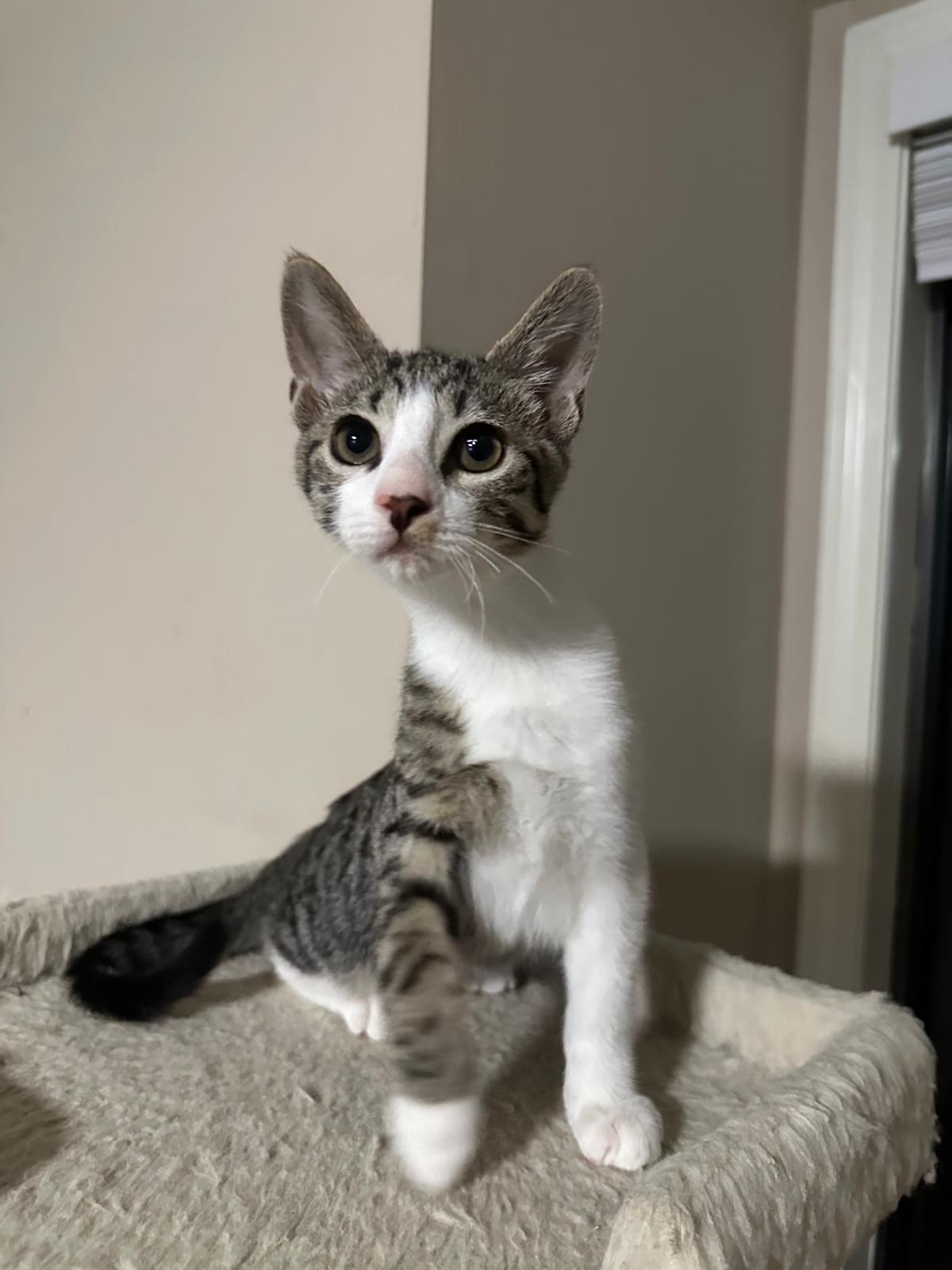 Enlarge Echo, a ADOPTABLE Domestic Short Hair in Lawrenceville, GA image 3/4