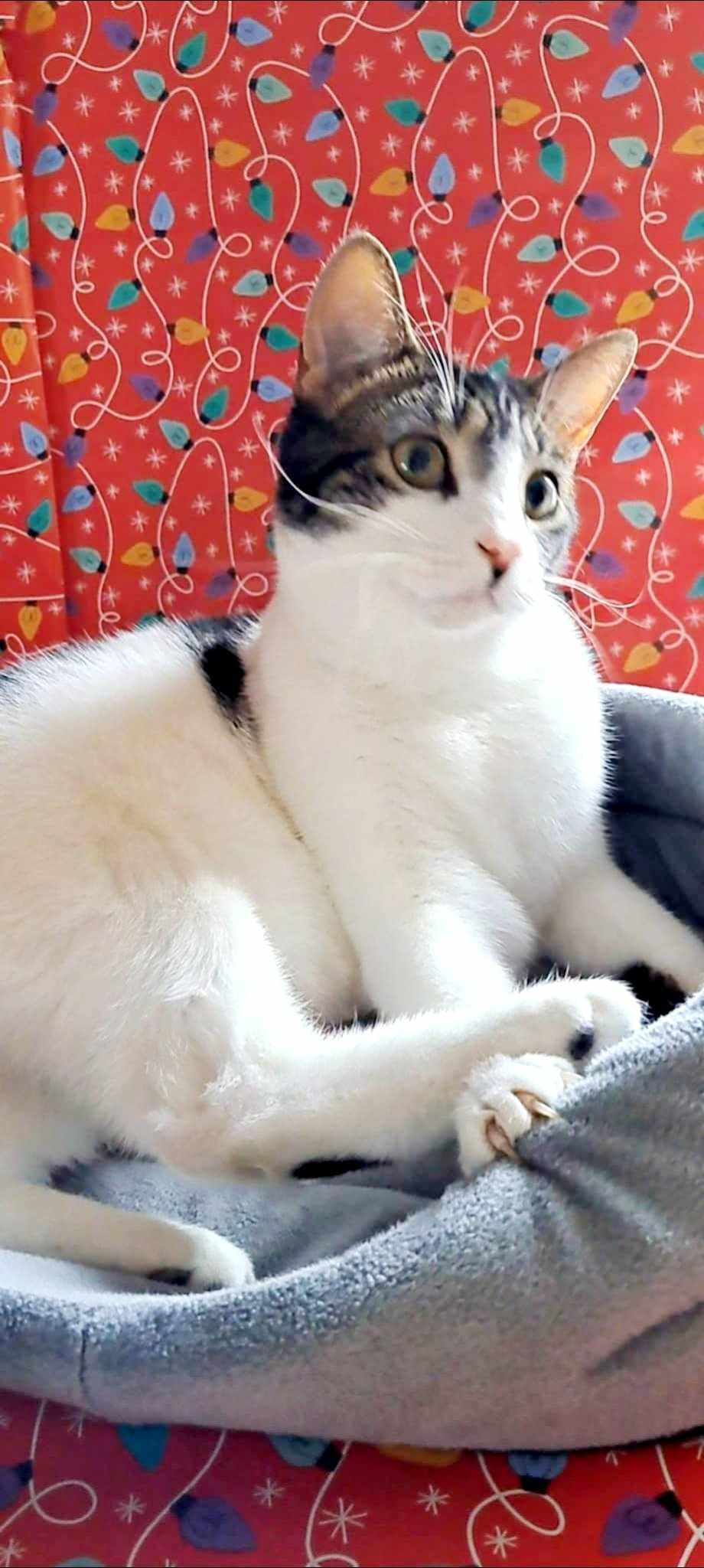 Enlarge Parfait Picasso, a Adopted Domestic Short Hair in Montreal, QC image 6/6