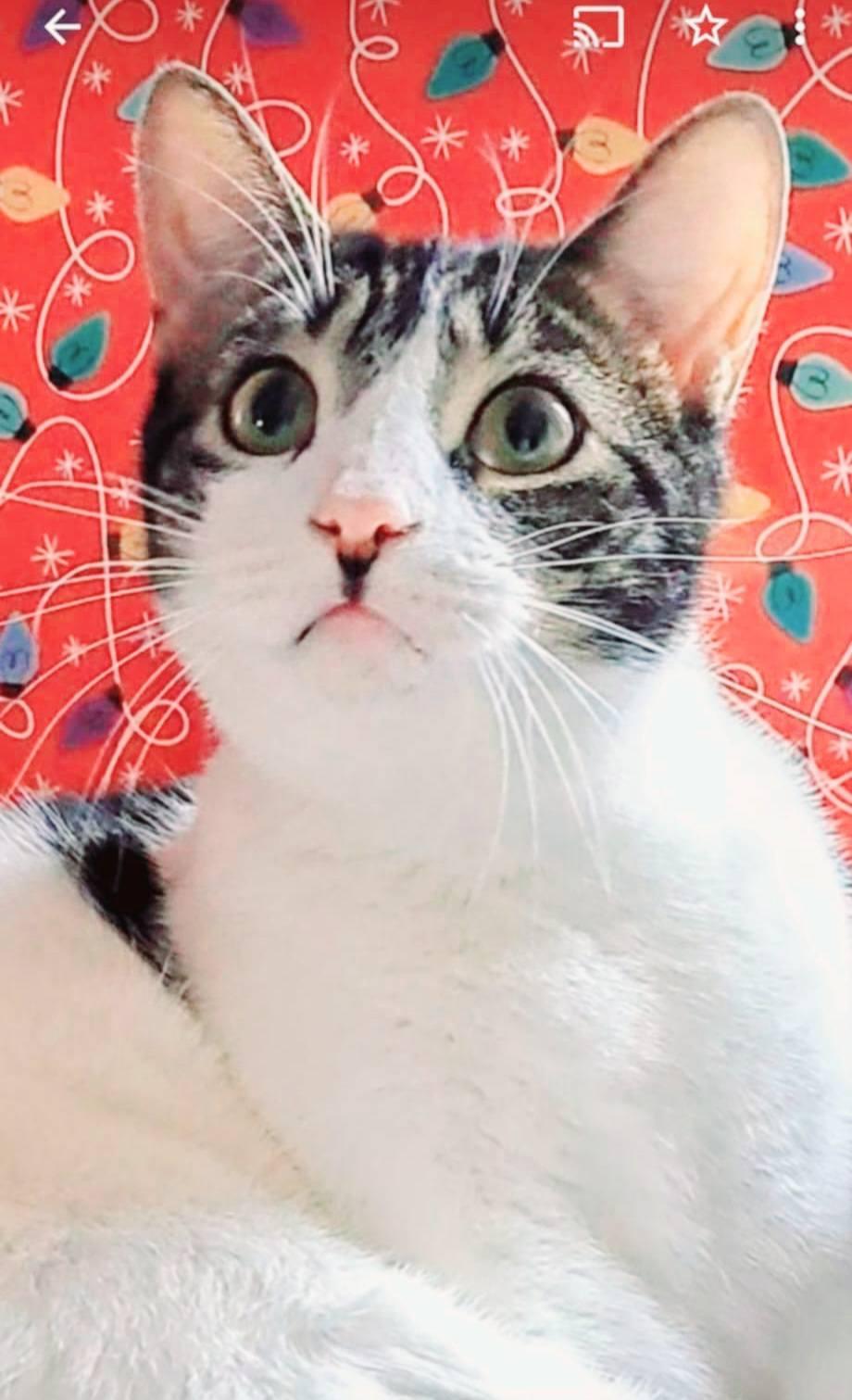 Parfait Picasso, Adopted, Adult Male Domestic Short Hair.