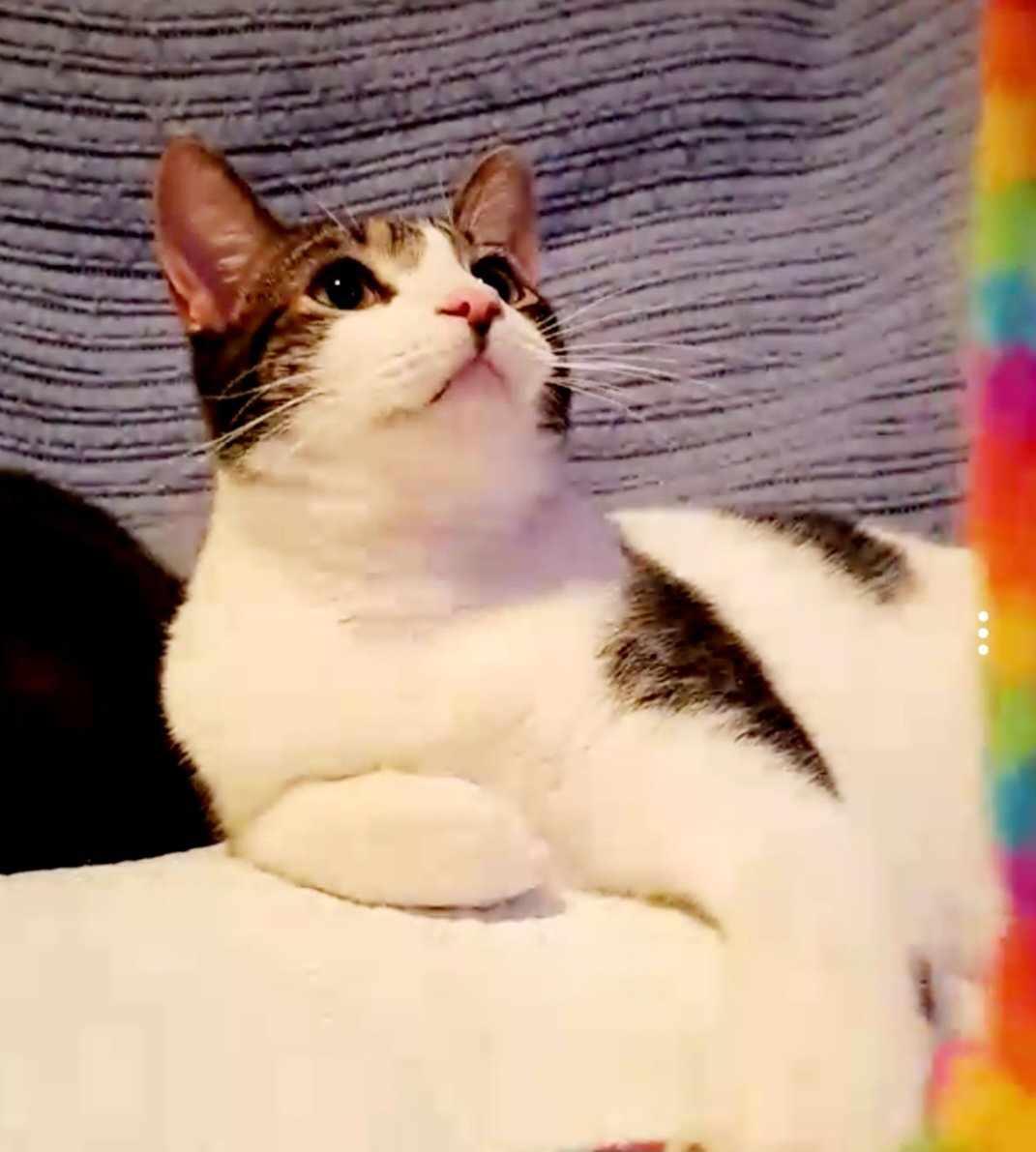 Enlarge Parfait Picasso, a Adopted Domestic Short Hair in Montreal, QC image 4/6