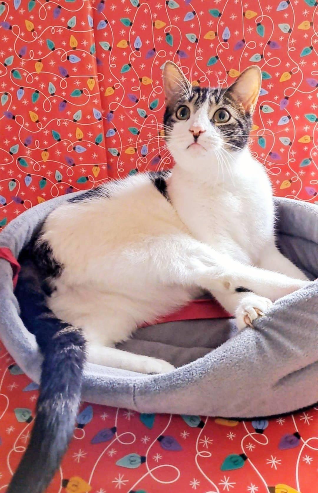 Enlarge Parfait Picasso, a Adopted Domestic Short Hair in Montreal, QC image 2/6